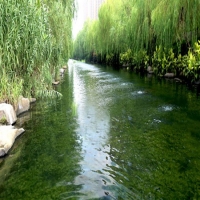 黑臭河道治理   效果显著