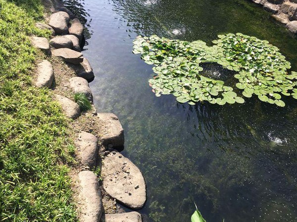 食藻虫水生态修复 纯生态