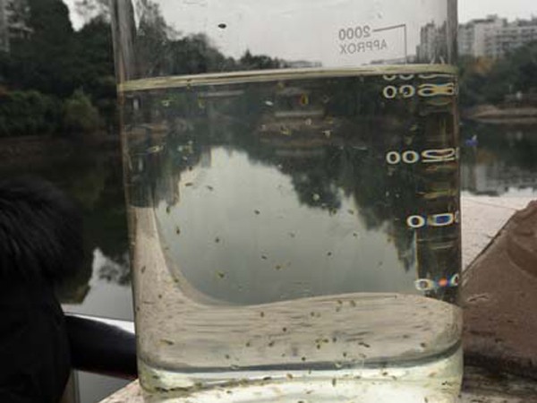 食藻虫水生态修复 快捷