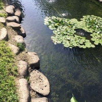 食藻虫水生态修复   纯生态