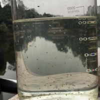 食藻虫水生态修复    快捷
