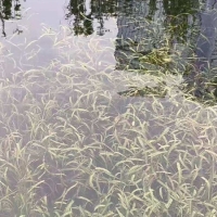 清水型生态系统构建技术