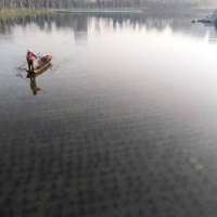 郑东新区龙子湖水下森林